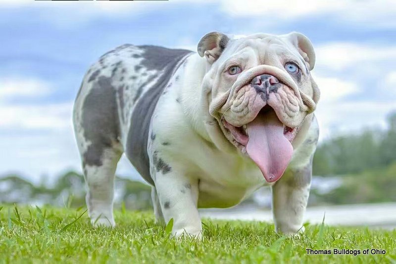 HOW MUCH DOES AN ENGLISH BULLDOG COST
