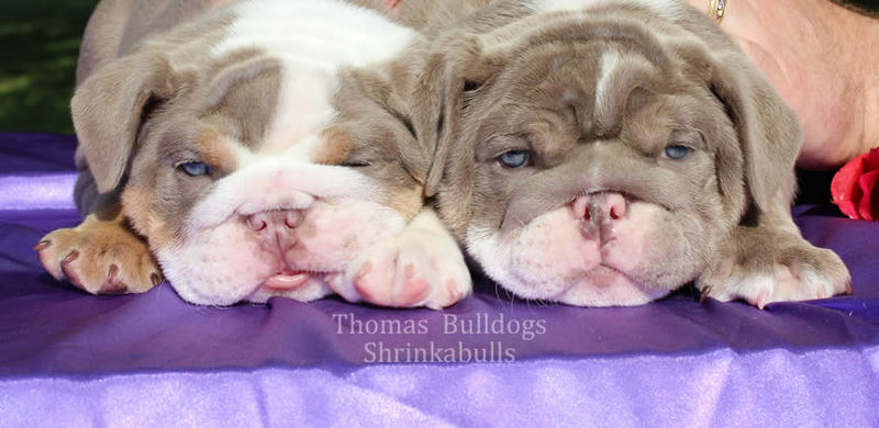 how much would a baby bulldog cost